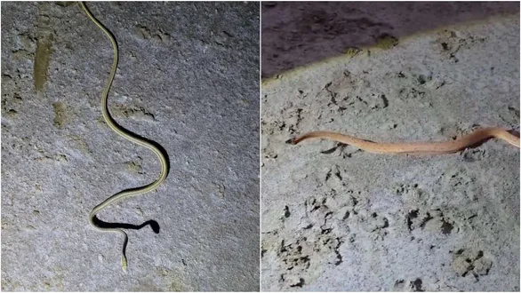 kutch-kalo-dungar-rare-sand-snake-found-in-gujarat-record