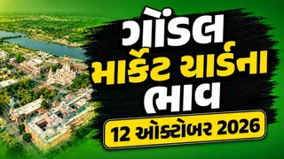 Gondal Market Yard Bhav Today: ગોંડલ APMC ભાવ અપડેટ: કપાસ અને વરિયાળીમાં કેવી રહી આવક? જુઓ બટેટા અને સ્ટ્રોબેરીના આજના ભાવ