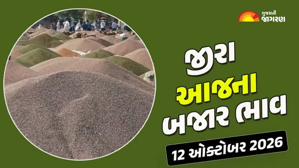 jeera-price-today-in-gujarat-12-october-2026-latest-cumin-seeds-mandi-market-rates