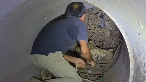 amreli-news-khambha-forest-dept-rescues-injured-leopard-from-causeway-pipe