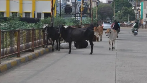 vadodara-news-woman-dies-after-stray-cow-attack-in-padra-jaspur