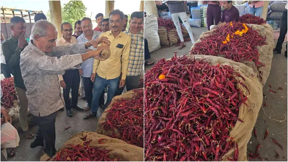 jamnagar-hapa-yard-dry-red-chilli-auction-bumper-opening-price-9100-rupees