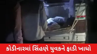 ગીર સોમનાથમાં હચમચાવી દેતી ઘટના: ઘરની બહાર સૂતેલા યુવકને રાતોરાત સિંહણ ઢસડી ગઈ