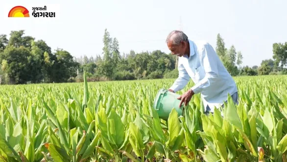 surendranagar-farmer-kalubhai-patel-natural-farming-turmeric-processing-2026