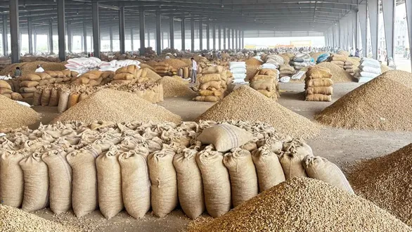 rajkot-apmc-market-yard-update-soybean-records-highest-arrival-at-110-lakh-maund