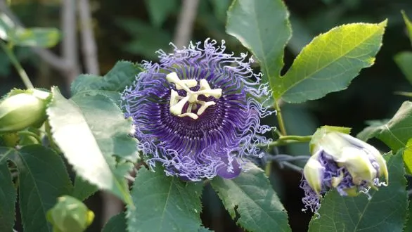 naidunia_image