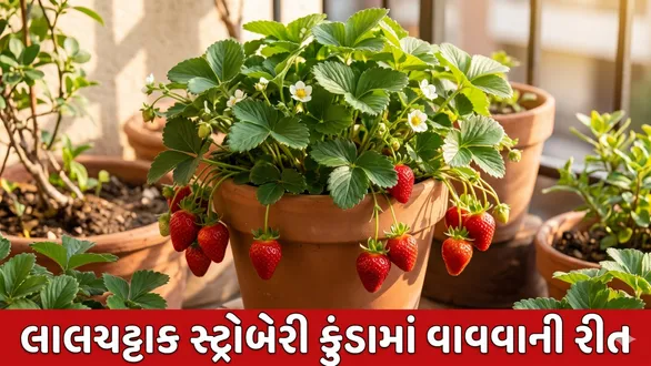 an-easy-way-to-grow-strawberries-in-pots-during-winter