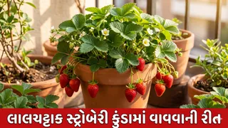 Gardening Tips: હવે શિયાળામાં ઘરે જ ઉગાડો લાલચટ્ટાક સ્ટ્રોબેરી, કુંડામાં વાવવાથી લઈને ફળ મેળવવા સુધીની રીત