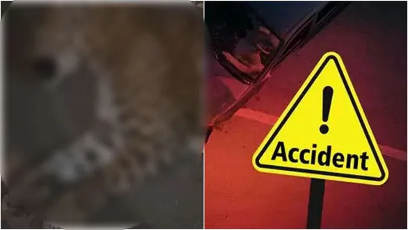 vadodara-karjan-nh48-leopard-killed-vehicle-accident-forest-department-investigation