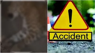 Vadodara News: કરજણ પાસે NH-48 પર અજાણ્યા વાહનની ટક્કરે દીપડાનું કરુણ મોત, વન વિભાગે હાથ ધરી તપાસ