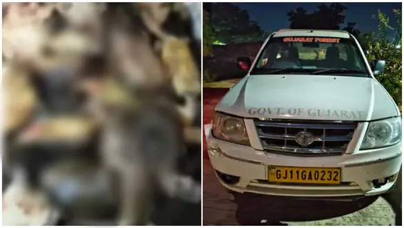 51-turtles-found-dead-in-manavadar-junagadh-suspected-poisoning-under-probe