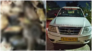 Junagadh Turtle Deaths: માણાવદરમાં 51 કાચબાઓના શંકાસ્પદ મોત, વન વિભાગની તપાસ તેજ