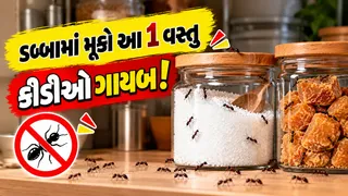 Get Rid of Ants: ખાંડ-ગોળના ડબ્બામાં મૂકી દો આ 1 વસ્તુ, કીડીઓ આસપાસ પણ નહીં ફરકે!
