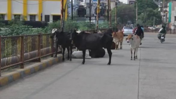 gandhinagar-news-stray-cattle-menace-in-kalol-eicher-truck-crashes-into-two-cars-on-borisana-bridge