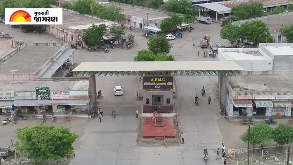 gondal-apmc-market-yard-today-cotton-jeera-raw-mango-lemon-prices