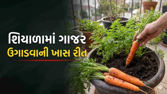 how-to-grow-fresh-long-carrots-at-home-in-winter-complete-carrot-growing-guide