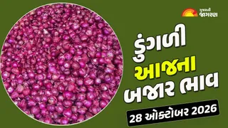 Gujarat Onion Price Today:  ગુજરાતમાં ડુંગળીનો ભાવ 125થી 1100 રૂપિયા સુધી બોલાયો, જાણો 21 યાર્ડના આજના ભાવ