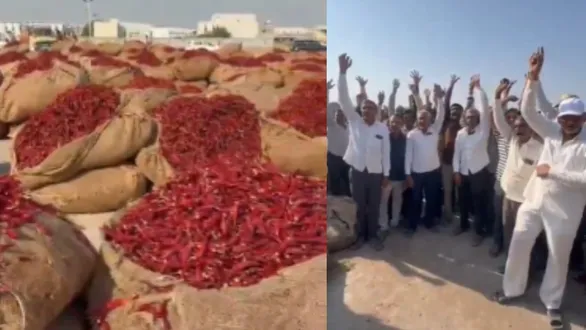 gondal-marketing-yard-chilli-auction-stopped-farmers-protest-gunny-bag-weight-dispute