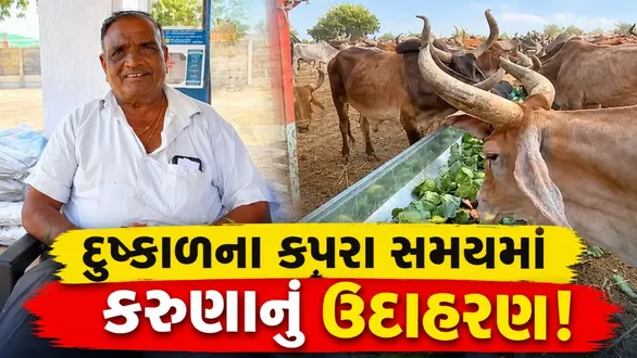 saurashtra-farmer-donates-cabbage-for-bulls-amid-drought-sadbhavna-ashram