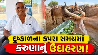અબોલ જીવો પ્રત્યે અનોખો પ્રેમ: કાલાવડના ખેડૂતે બળદ આશ્રમમાં 400 મણ કોબીજ દાન કરી માનવતા મહેકાવી