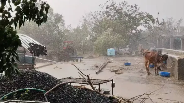unseasonal-rain-in-saurashtra-heavy-thunderstorms-hit-dwarka-farmers-worried