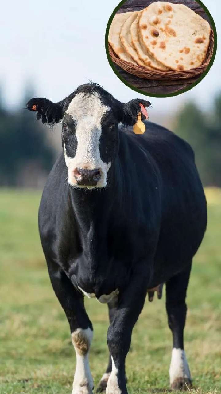ગાયને ઘી વાળી રોટલી ખવડાવવાથી તમારું ભાગ્ય ખુલશે