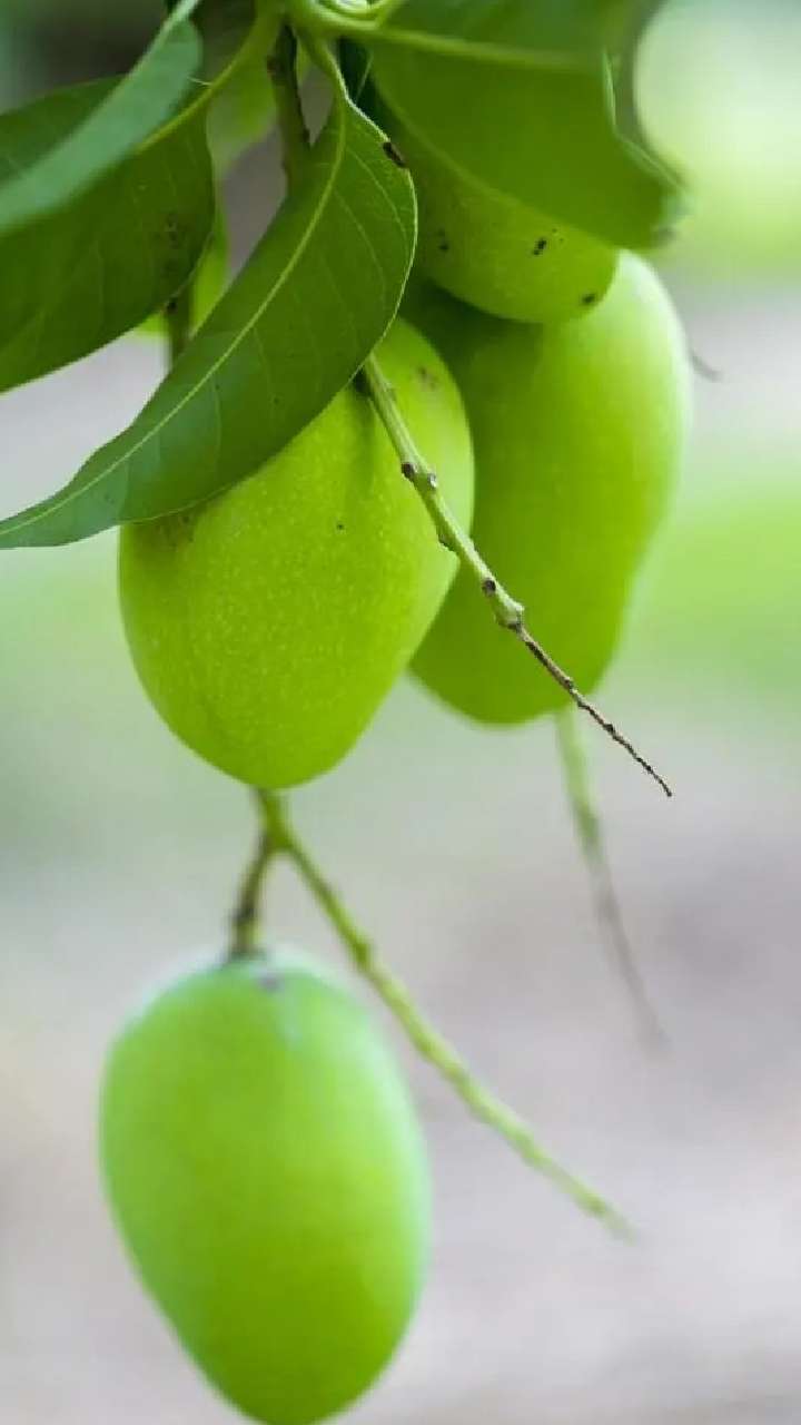 કેરી કાચી, પણ ગુણોમાં સૌથી પાકી: જાણો તેના સ્વાસ્થ્ય લાભો