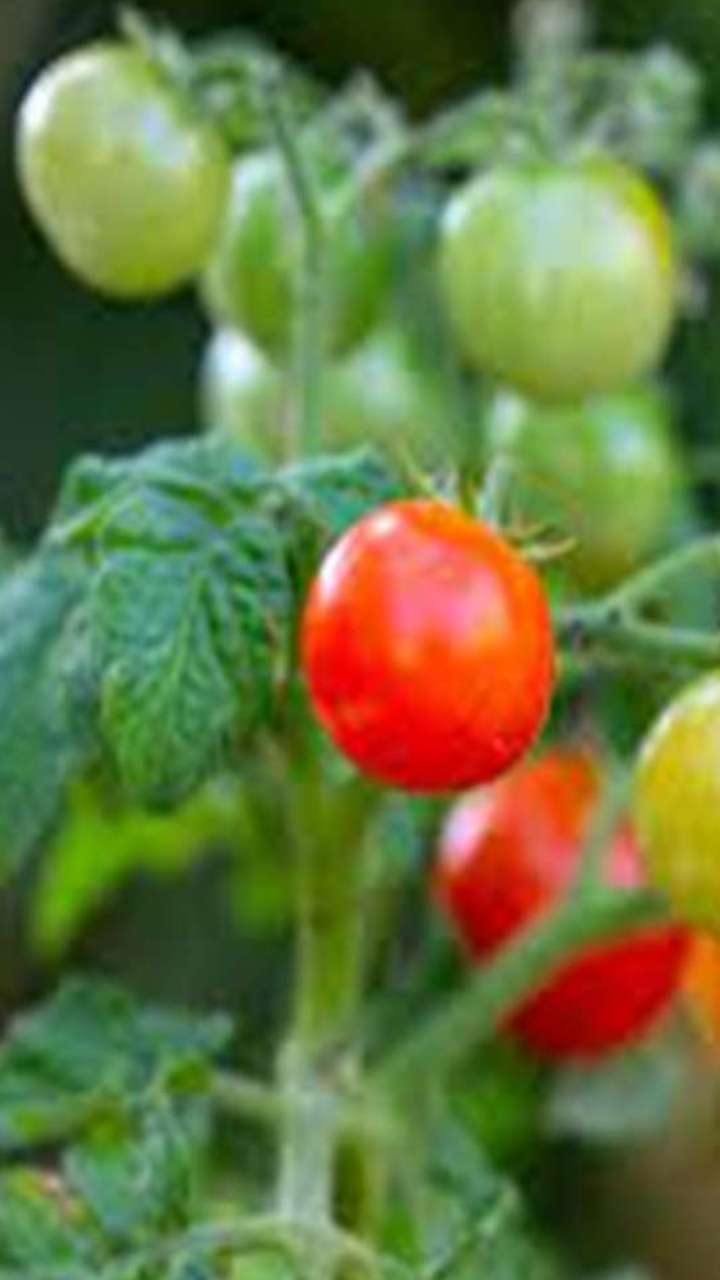 Benefits of tomato: ટામેટા ઔષધીય ગુણોનો ભંડાર, ડાયટમાં સામેલ કરો