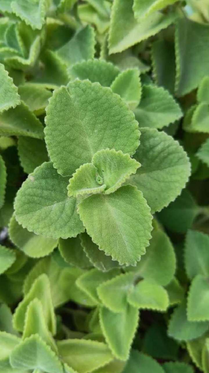 અજમાના પાનનો રસ પીવાના ફાયદા amazing benefits of drinking ajwain